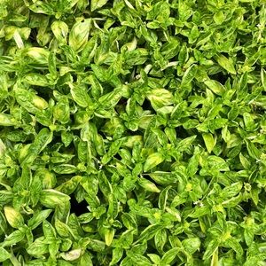 Meet your Posher, Daeva